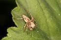 Oxyopes_ZZ561_D7145_Z_88_Macquarie caravan park_Australie